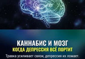 Каннабис, депрессия и мозг