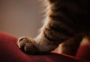 Как выбрать ткань, чтобы не носить на себе кота