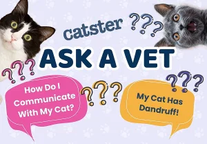 Когда коты подают сигналы