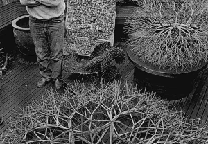 Галерея Рут Асава в Сан‑Франциско