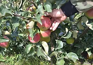 Пять самых страшных болезней яблонь: как спасти урожай?