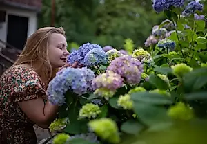 Как продлить и усилить цветение гортензии