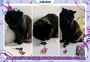 Хулиганство по науке: отчёт чёрного кота о тайных экспериментах дома