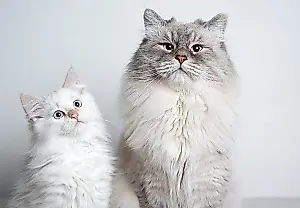 Секрет мирного знакомства: как подружить взрослого кота с котёнком