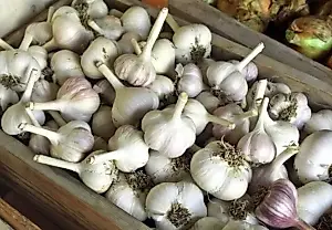 Можно ли сажать озимый чеснок весной?