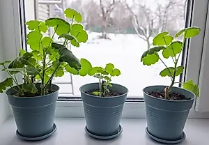 Зимовка дачных растений: что и как везти в город