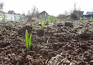 Что делать с чесноком, который взошел осенью