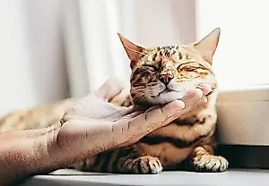Почему некоторые кошки никогда не мурлычут (и это нормально)