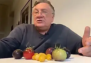 Какие помидоры выживут против фитофтороза: опыт от Туманова