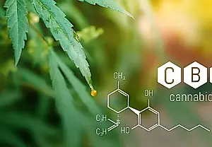 El cannabidiol y la protección del cerebro