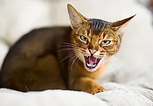 Cuando el gato decide vigilarlo todo