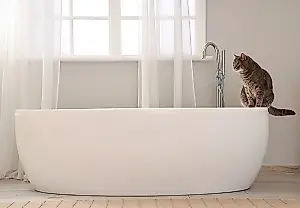 ¿Necesitan bañarse los gatos?