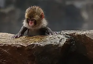 Un pequeño macaco, un gran corazón