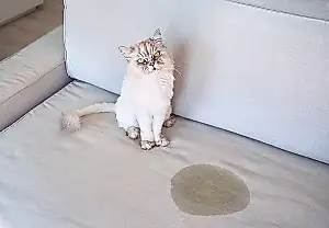 Por qué los gatos marcan los muebles