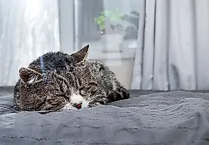 Cuando un gato cambia sus hábitos