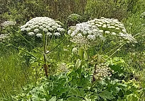 Cómo domar la hogweed