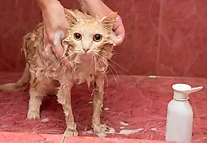Можно ли использовать человеческий шампунь на кошках?