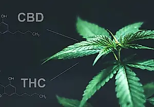 CBD, кофеин и THC: почему микс опасен