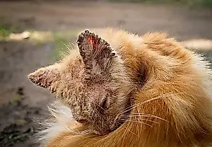Sarna en los gatos callejeros: una epidemia a cuatro patas
