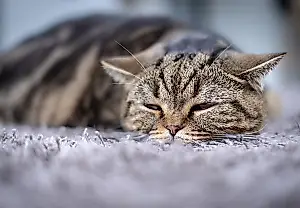 Por qué los gatos se van de repente