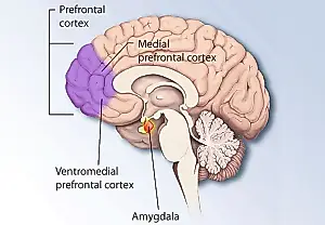 El cerebro que nos deja en evidencia