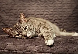 Por qué los gatos vomitan de repente (y qué hacer)