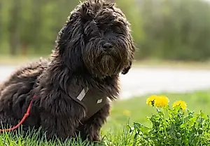 Un jardín peligroso para las mascotas