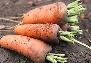 Por qué no germinan las zanahorias