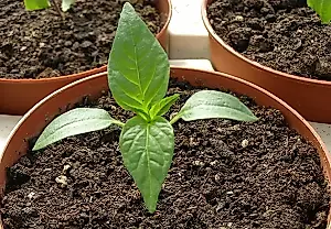 El pimiento, a toda velocidad