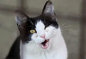 Cuando un gato guiña un ojo