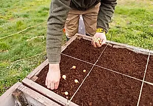 Cebollas tardías: ¿una oportunidad o una condena?