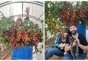 La transformación del tomate