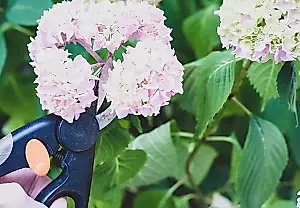 Poda primaveral de hortensias: convierte el arbusto en una preciosidad