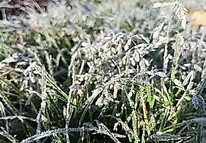 El nitrógeno mata: cómo salvar el jardín de las heladas