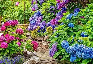 Poda de hortensias en abril: tijeras en mano