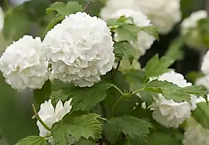 Las ramas que tiras pueden darte todo un jardín