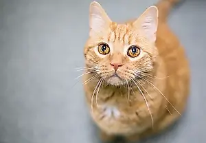 Gatos naranjas: lotería genética y carácter
