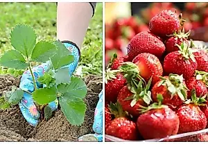 Tres variedades tempranas de fresa recomendadas por la agrónoma Voinkova