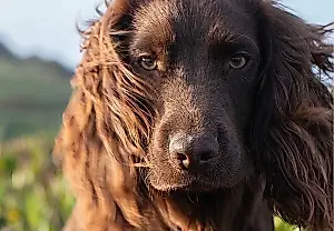 William y Kate ponen nombre a su perro