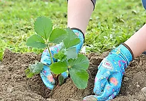 Qué significan CSD, NSD y DSD en las plantas de fresa: desciframos las siglas y repasamos las mejores variedades de la temporada