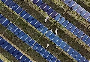 El primer «rancho solar» de EE. UU. protege al ganado y ahorra miles de millones de dólares