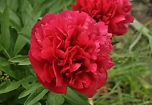 Duran 30 años: la agrónoma Kalínina revela qué flores de jardín viven más