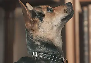 El perro de Camilla y las bestias salvajes entregan una carta