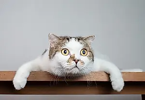 ¿Están relacionadas las gatas con la esquizofrenia?