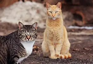 Что нужно диким кошкам