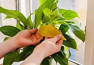 Por qué amarillean las hojas de las plantas de interior