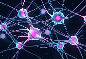 La psilocibina y el cerebro