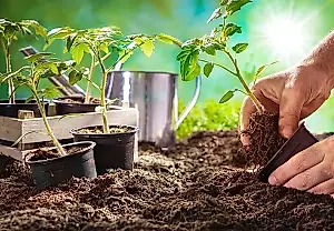 Verduras resistentes al frío en marzo: un agrónomo frente a las ilusiones del calor