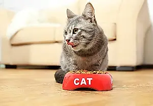 Por qué vomita el gato después de comer