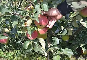 Агроном объяснил, почему нужно «убивать» часть урожая ради пользы дерева